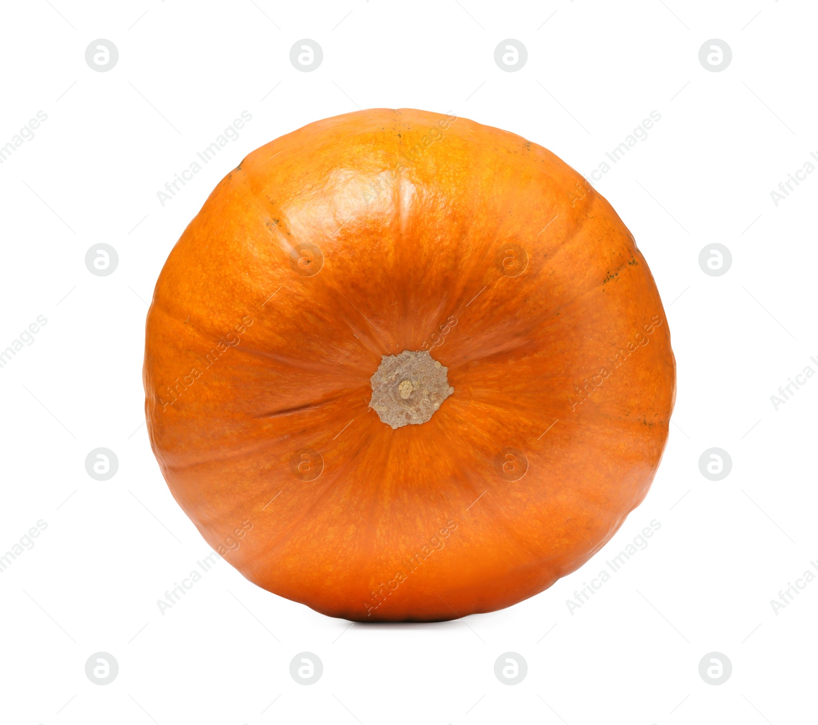 Photo of One fresh orange pumpkin isolated on white