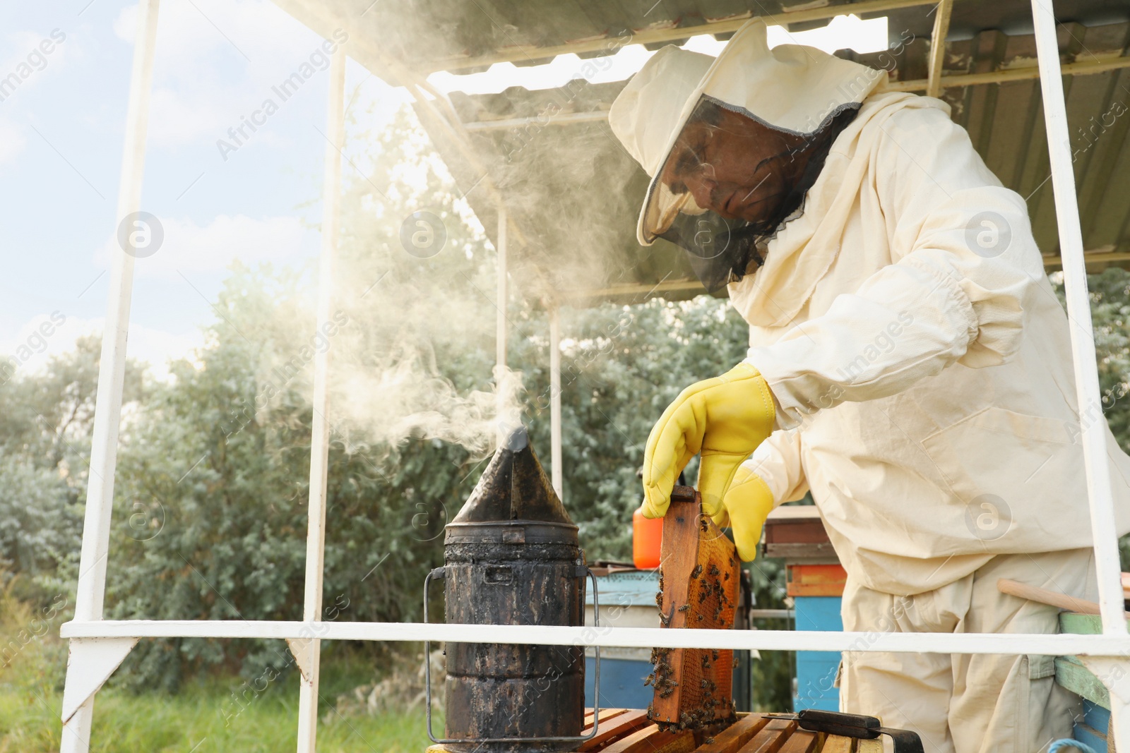 Photo of Beekeeper in uniform with honey frame at apiary