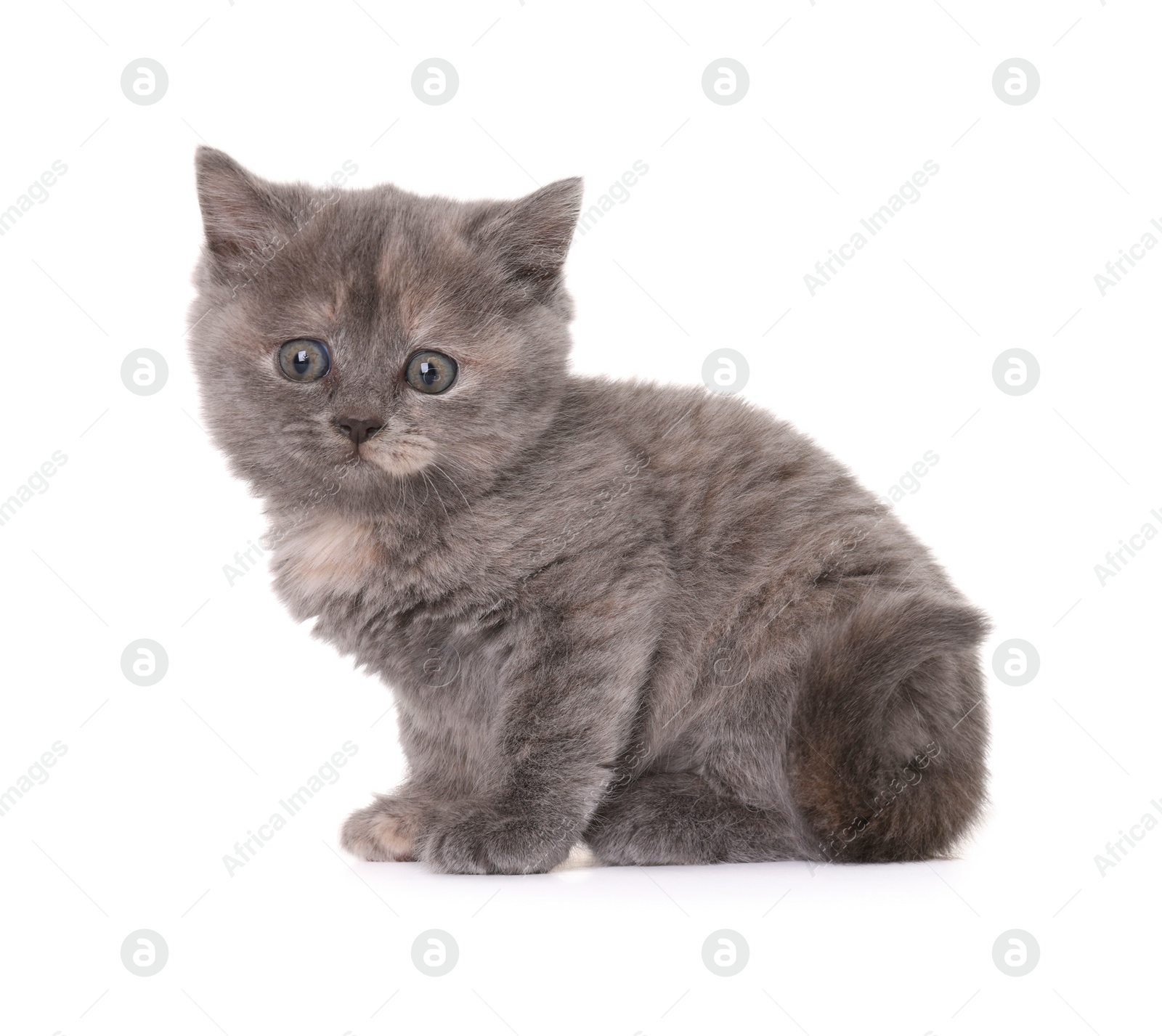 Photo of Cute little grey kitten sitting on white background