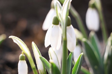 Beautiful snowdrops growing outdoors, closeup. Early spring flower