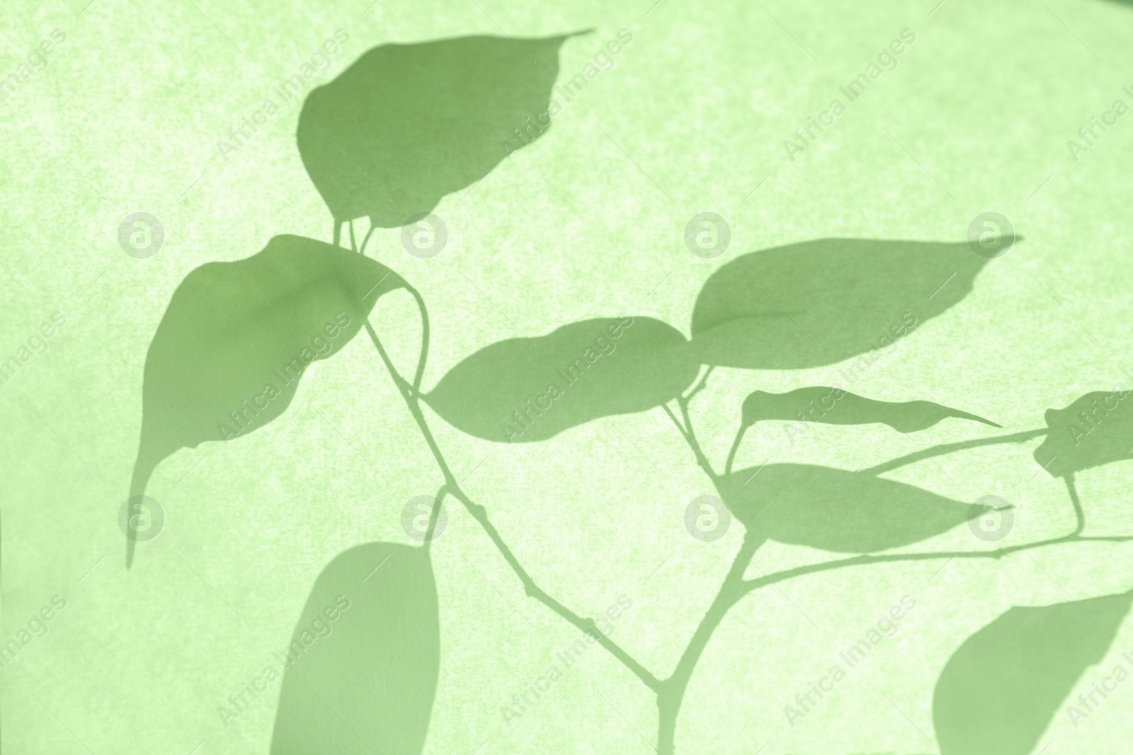 Photo of Shadow of beautiful houseplant on light background