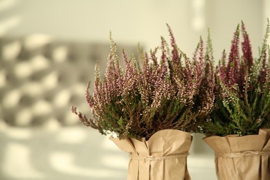 Beautiful heather flowers in pots against blurred background, closeup. Space for text