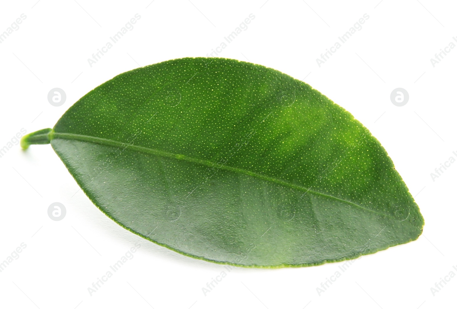 Photo of Leaf of citrus plant isolated on white