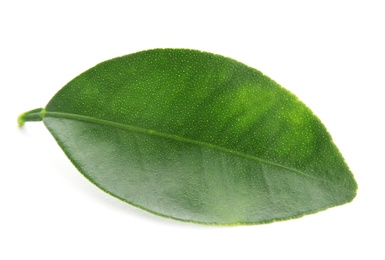 Leaf of citrus plant isolated on white