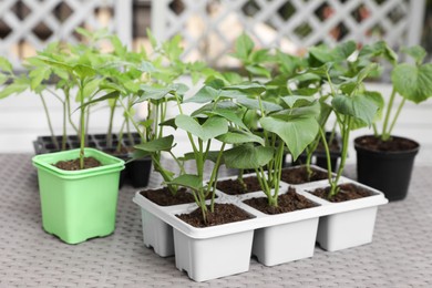 Vegetable seedlings growing in plastic containers with soil on light gray table, closeup