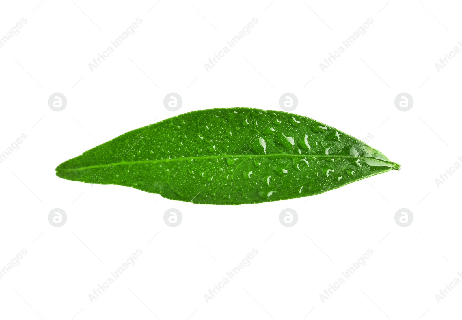 Photo of Fresh green tangerine leaf with water drops on white background