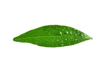 Fresh green tangerine leaf with water drops on white background