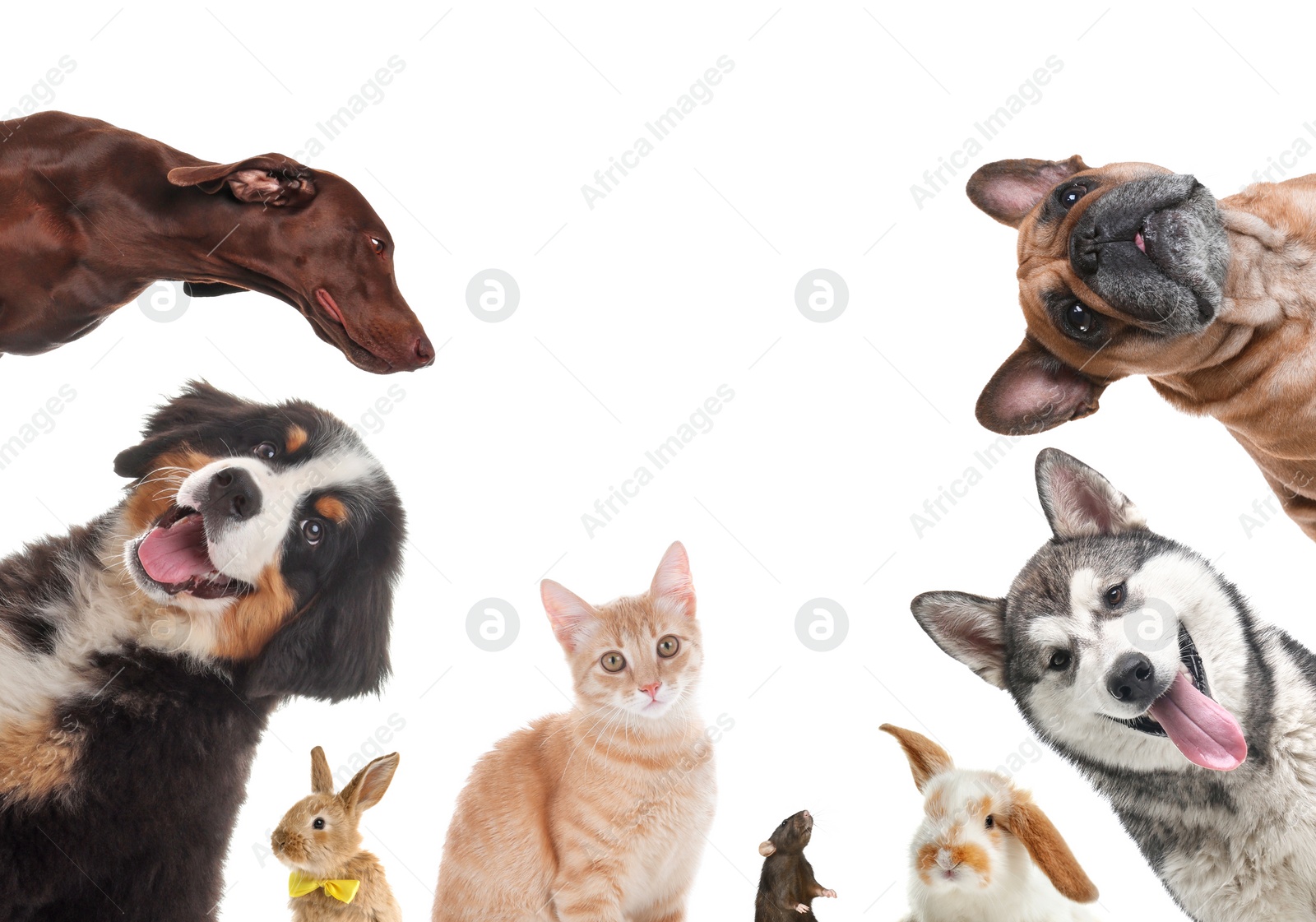 Image of Set with different cute pets on white background