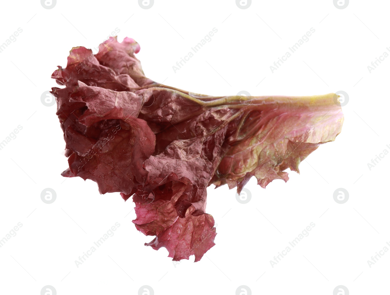 Photo of Leaf of fresh red coral lettuce isolated on white