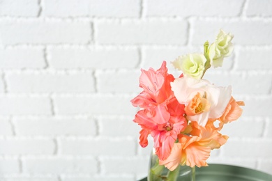 Photo of Beautiful gladiolus flowers against brick wall