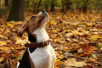 Photo of Adorable Beagle dog in stylish collar outdoors