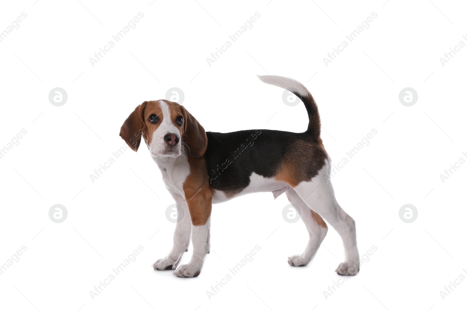 Photo of Cute Beagle puppy on white background. Adorable pet