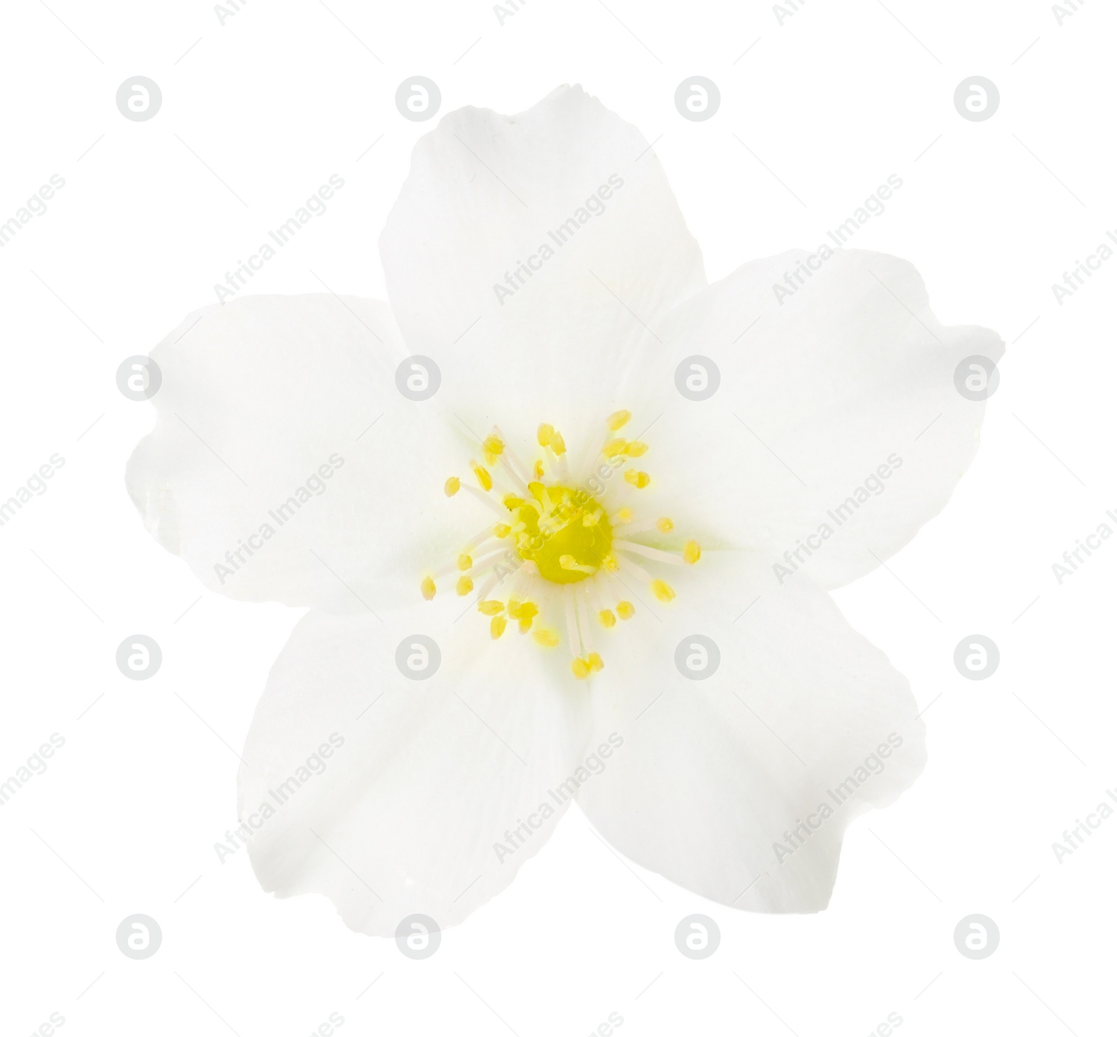 Photo of Beautiful delicate jasmine flower isolated on white