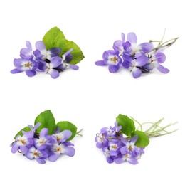 Set with beautiful wood violets on white background. Spring flowers