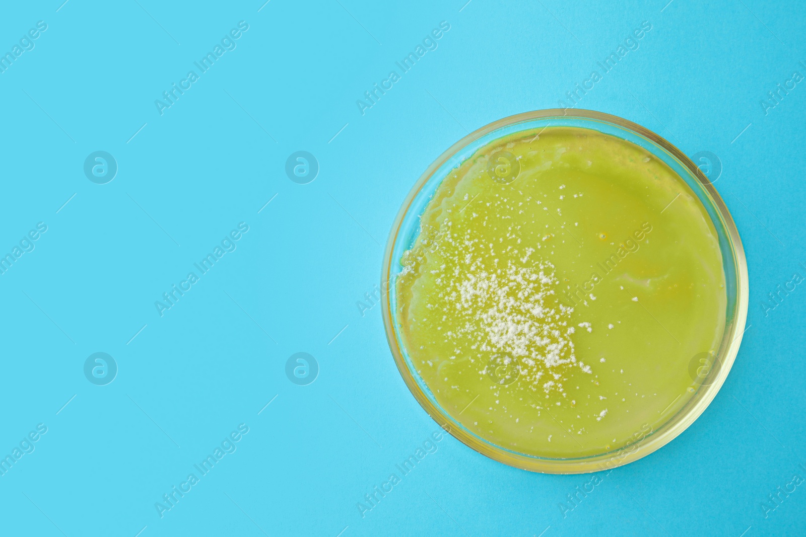 Photo of Petri dish with bacteria colony on light blue background, top view. Space for text