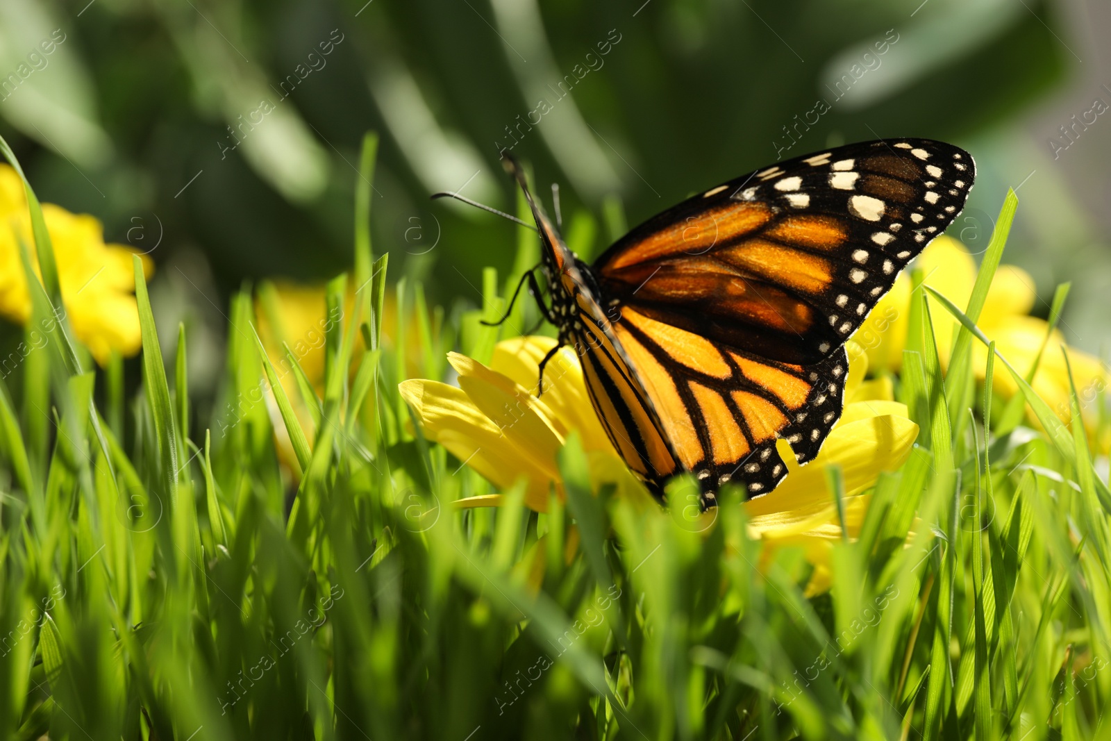 Photo of Beautiful monarch butterfly on flower in garden