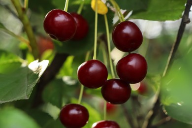 Photo of Closeup view of cherry tree with ripe red berries outdoors