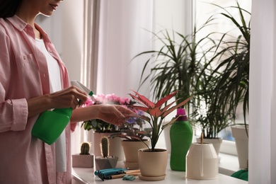 Photo of Woman spraying beautiful house plant with water indoors, closeup