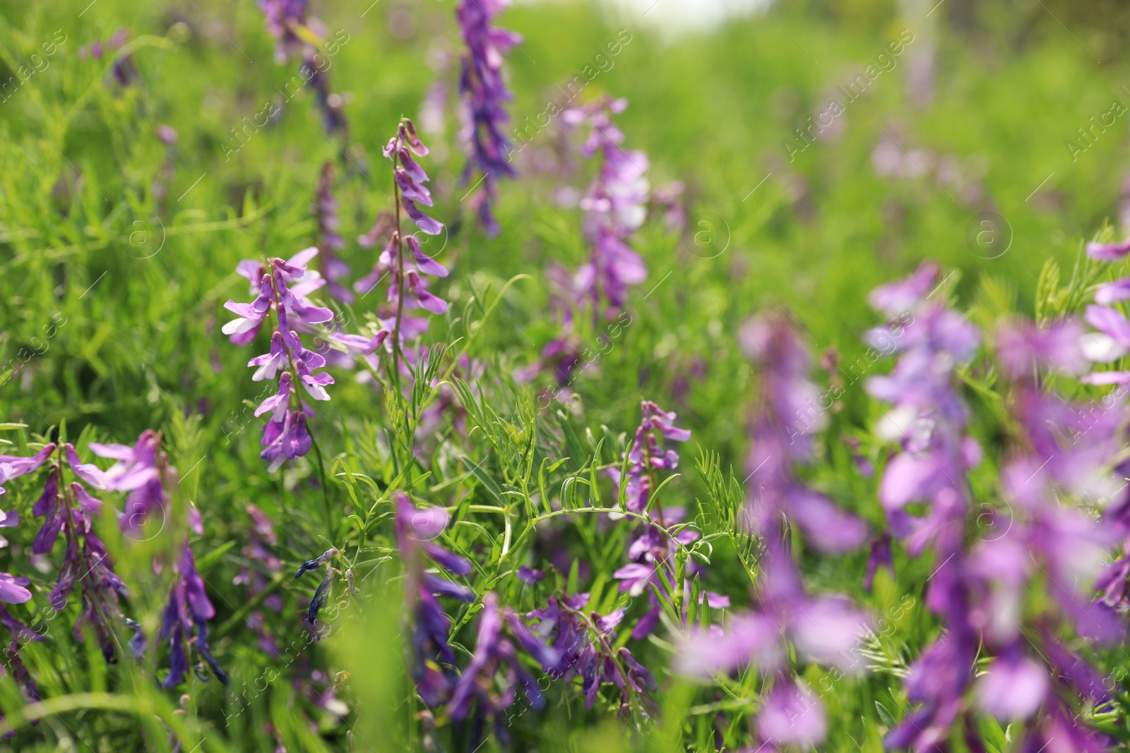 Photo of Closeup view of beautiful meadow with blooming purple flowers