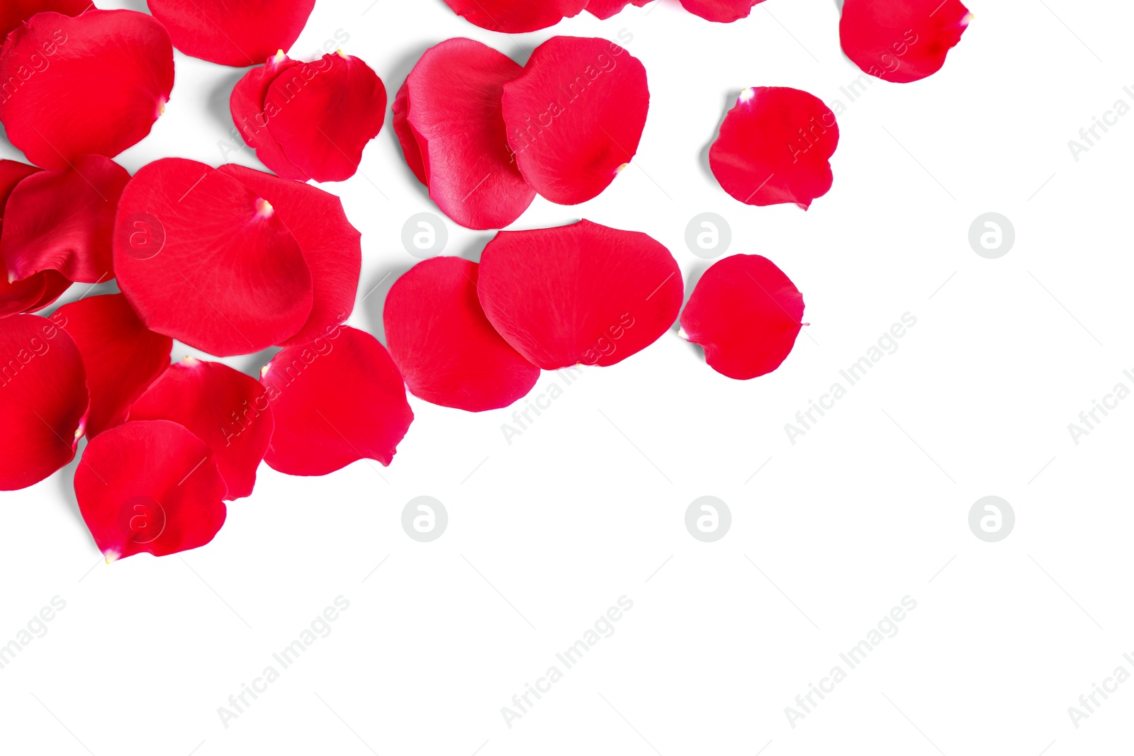 Photo of Fresh red rose petals on white background, top view