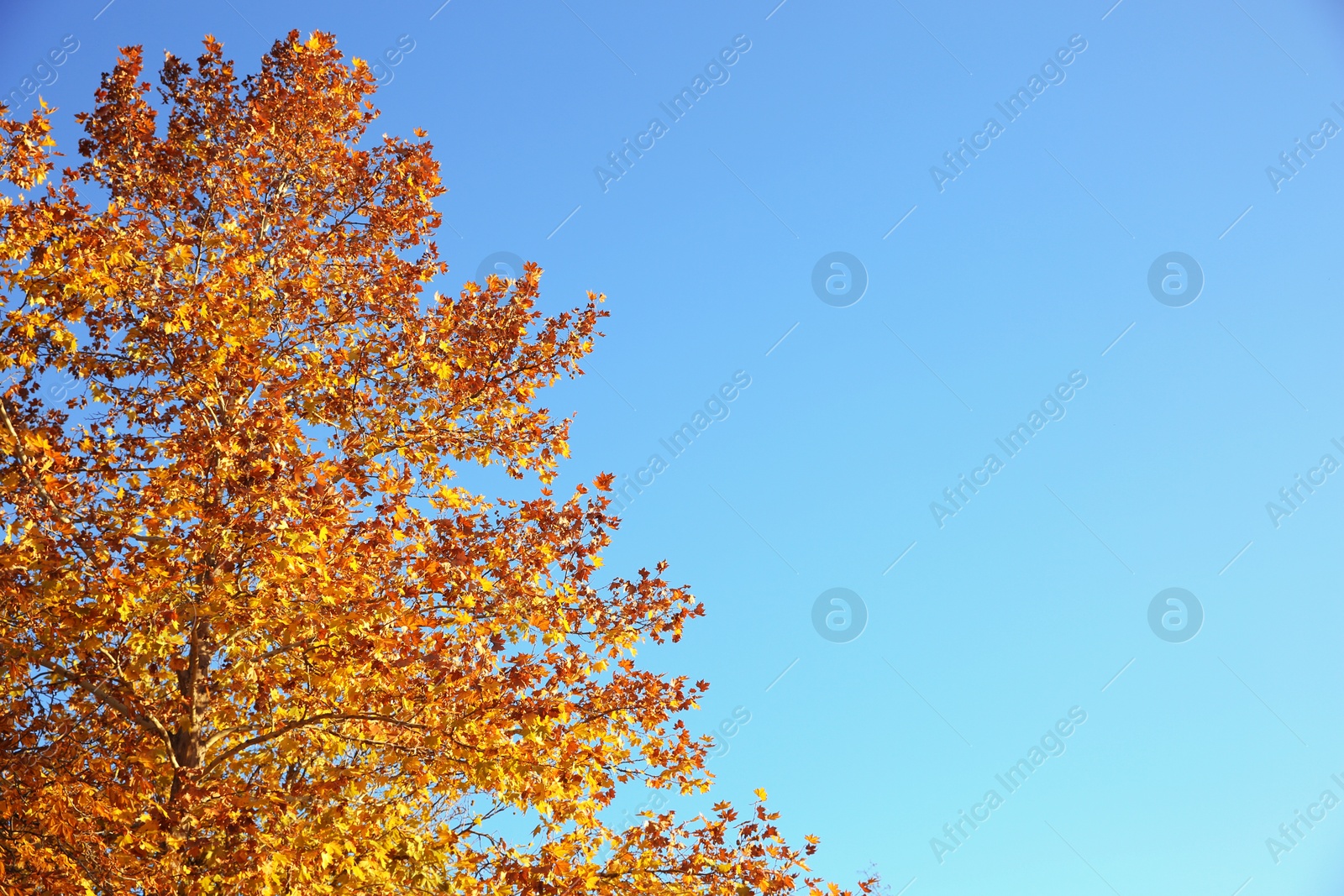 Photo of Beautiful autumn tree with bright leaves against sky. Space for text