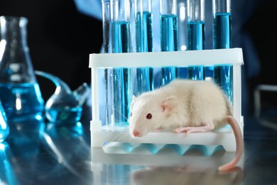 Photo of Rat and laboratory glassware on table. Animal testing