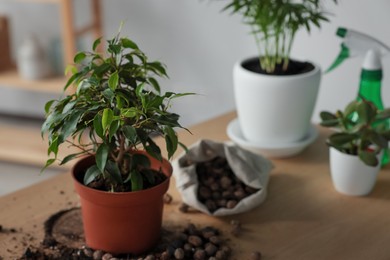 Photo of Beautiful houseplant and drainage on wooden table indoors. Space for text