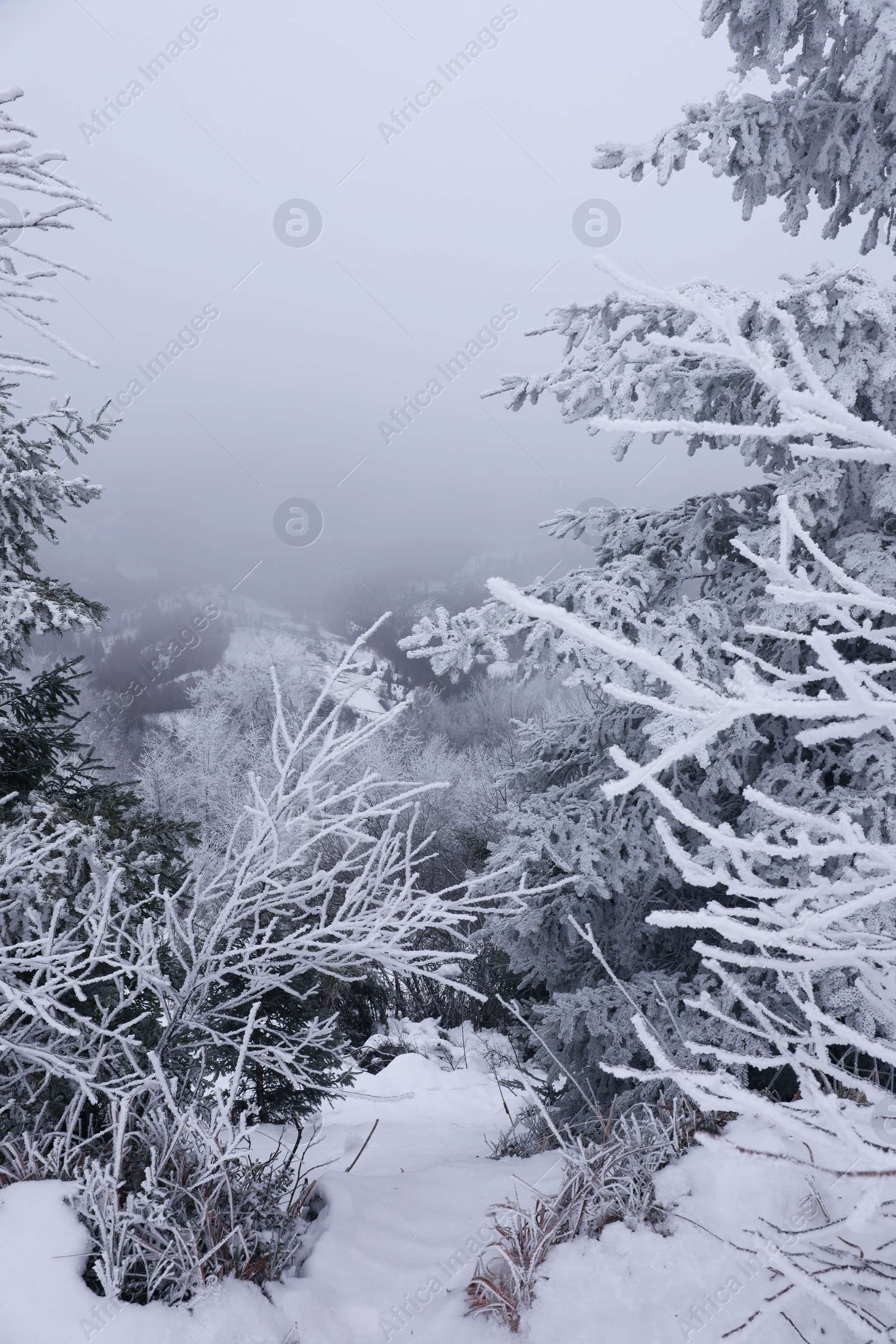 Photo of Beautiful coniferous trees covered with snow on winter day