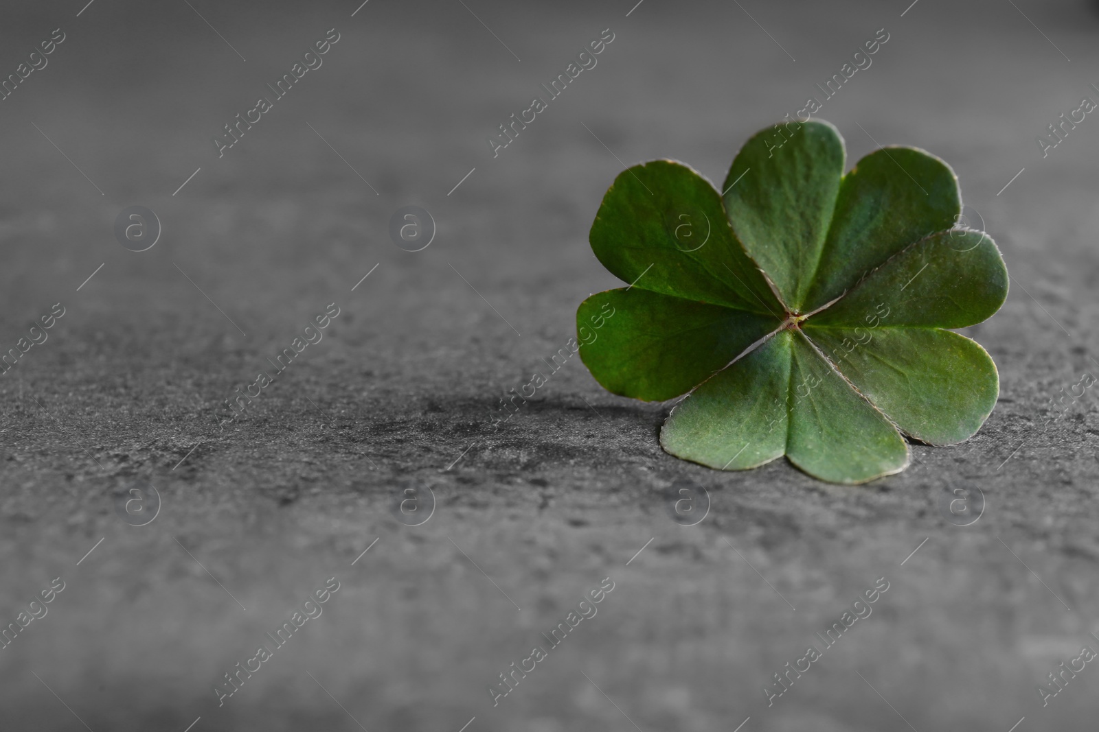 Photo of Green four leaf clover on grey table, closeup. Space for text