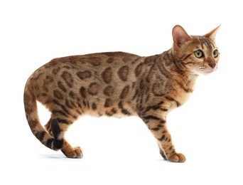 Cute Bengal cat on white background. Adorable pet