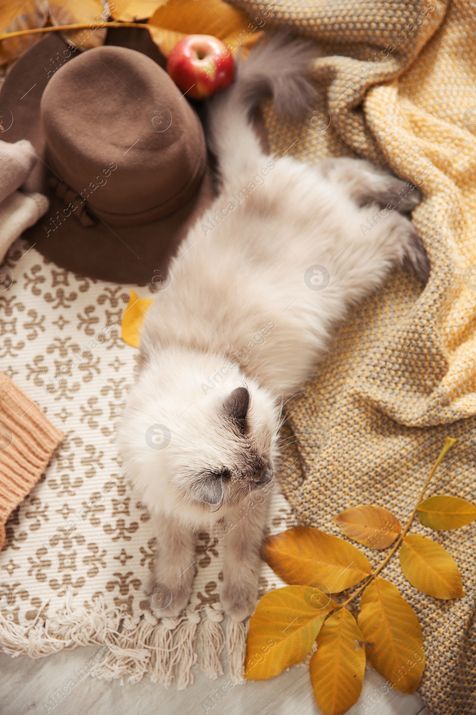 Photo of Cute cat with knitted blanket on floor at home, top view. Warm and cozy winter