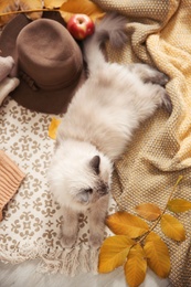 Cute cat with knitted blanket on floor at home, top view. Warm and cozy winter