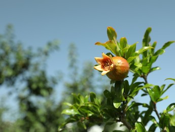 Photo of Pomegranate branch with growing fruit outdoors on sunny day, space for text