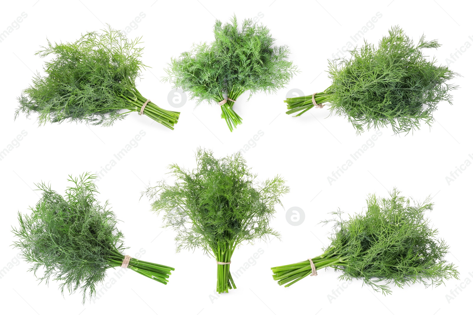 Image of Set with bunches of fresh dill isolated on white