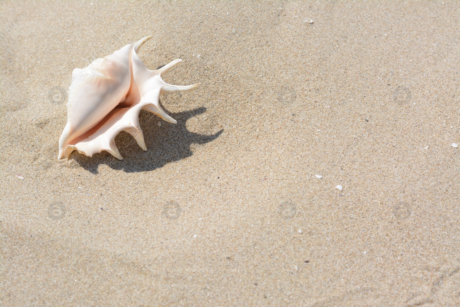 Photo of Sandy beach with beautiful seashell on sunny day, space for text