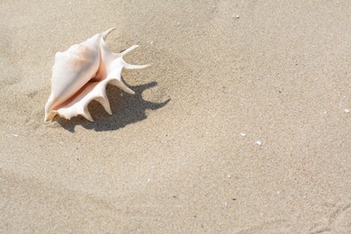 Sandy beach with beautiful seashell on sunny day, space for text