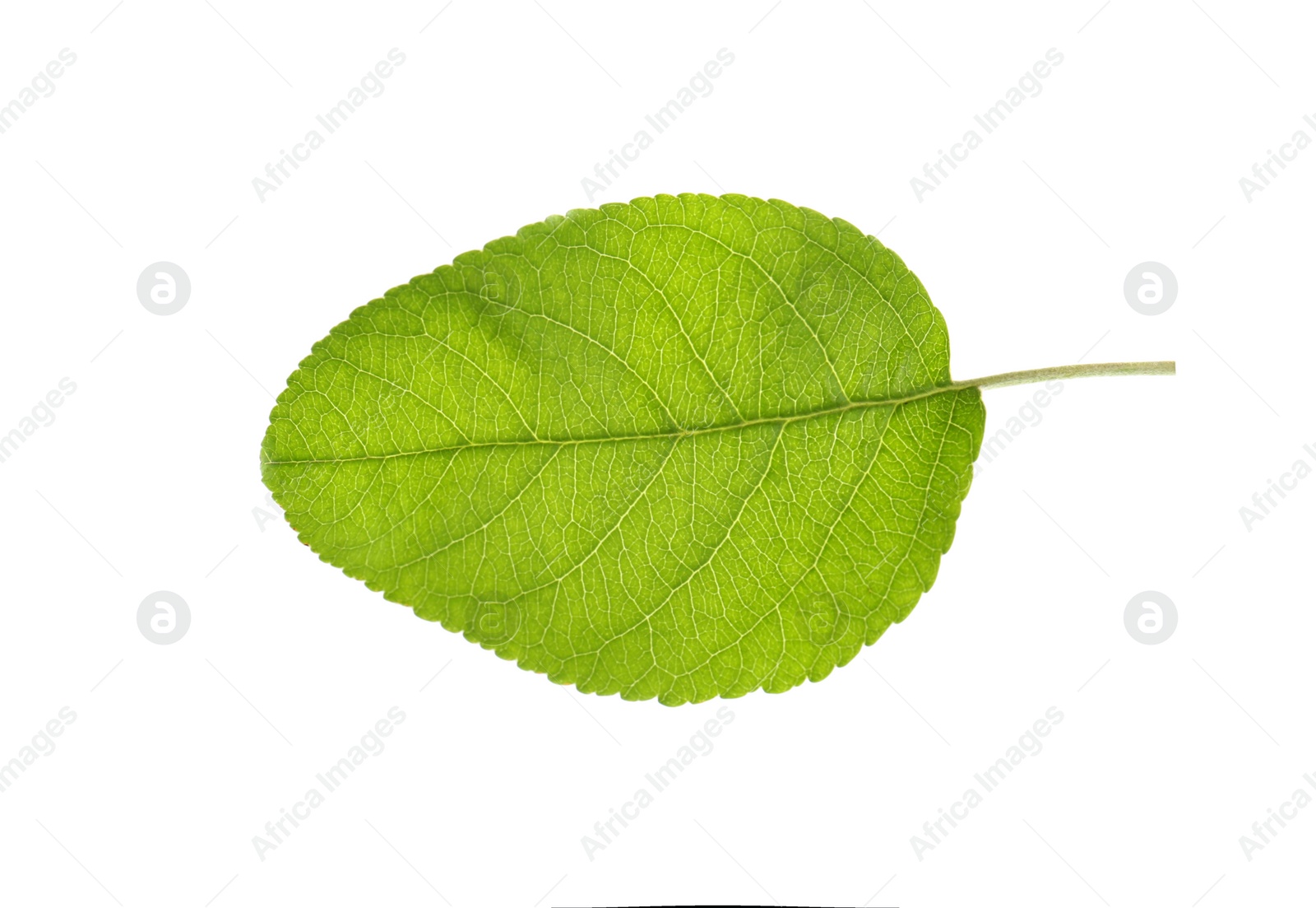 Photo of Green leaf of apple tree isolated on white