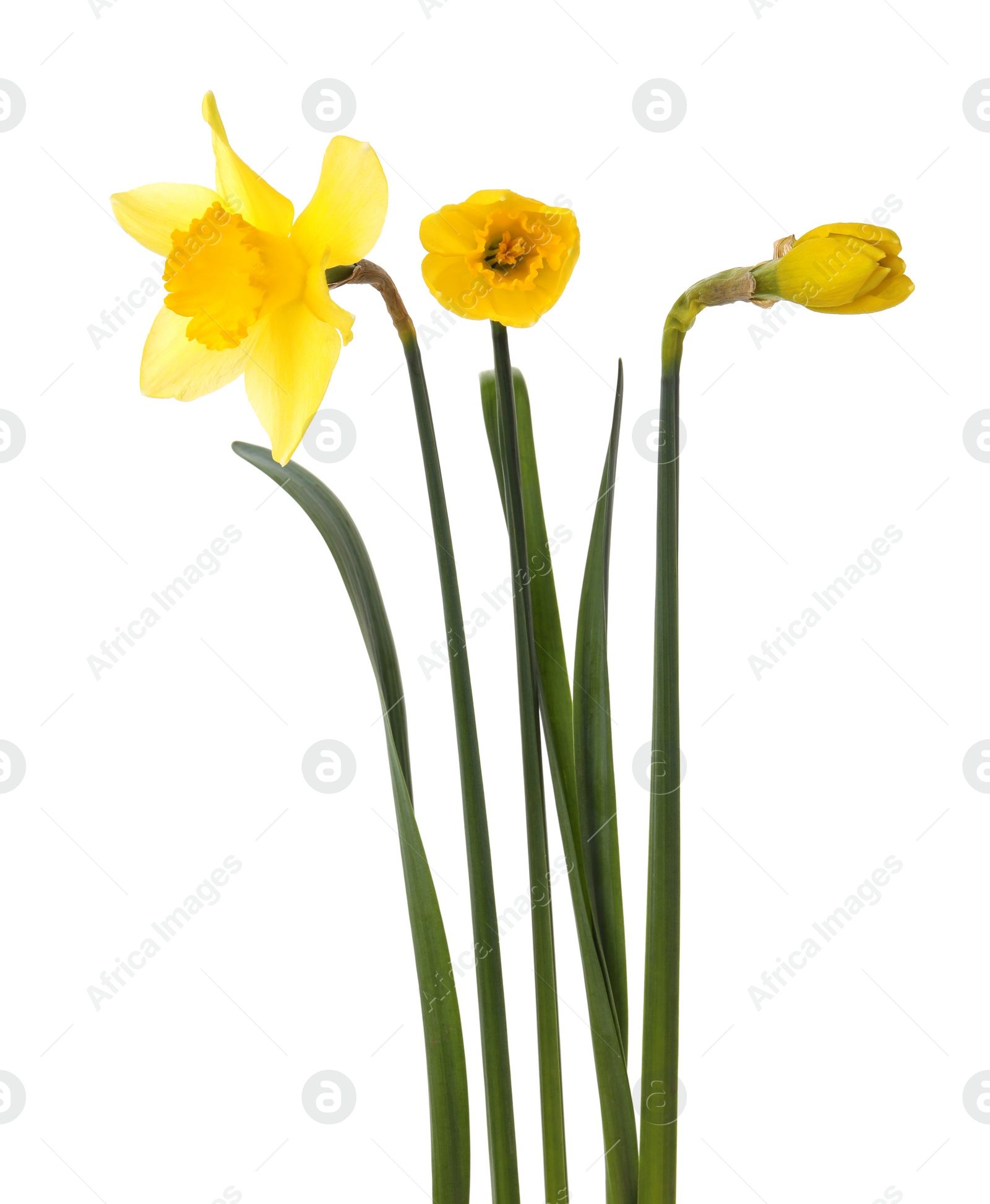 Photo of Beautiful blooming yellow daffodils on white background