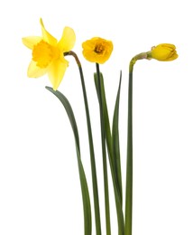 Photo of Beautiful blooming yellow daffodils on white background