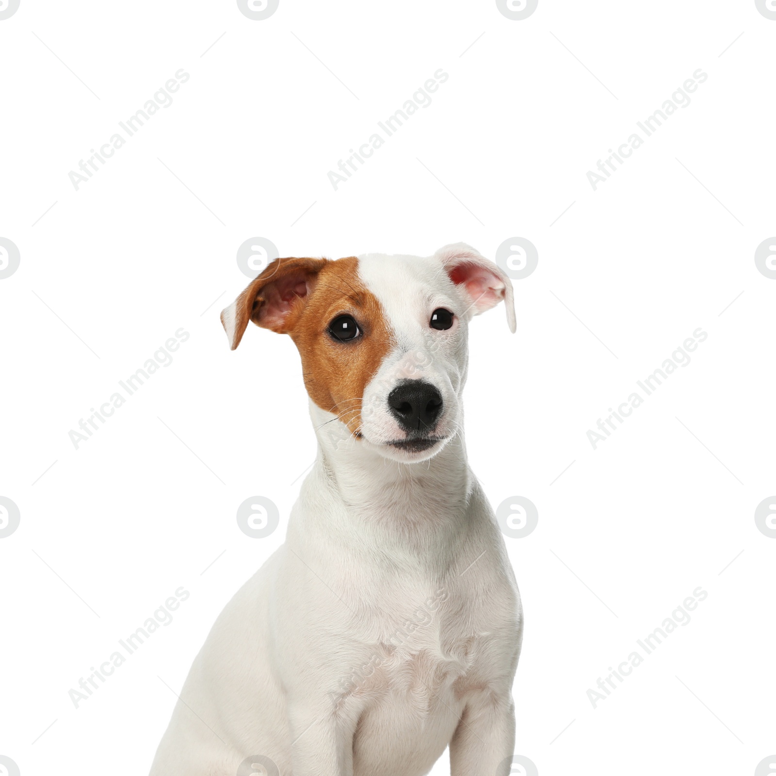 Photo of Cute Jack Russel Terrier on white background. Lovely dog