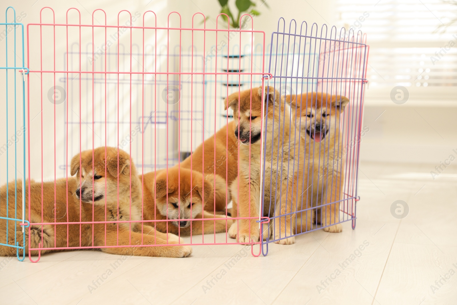 Photo of Cute Akita Inu puppies in playpen indoors. Baby animals