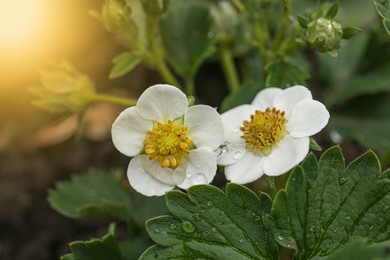 Photo of Beautiful blooming strawberry plant with water drops on blurred background, closeup