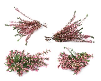 Image of Heathers with beautiful flowers on white background, collage