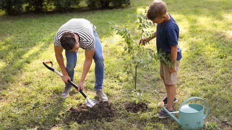 Dad and son planting tree in park on sunny day