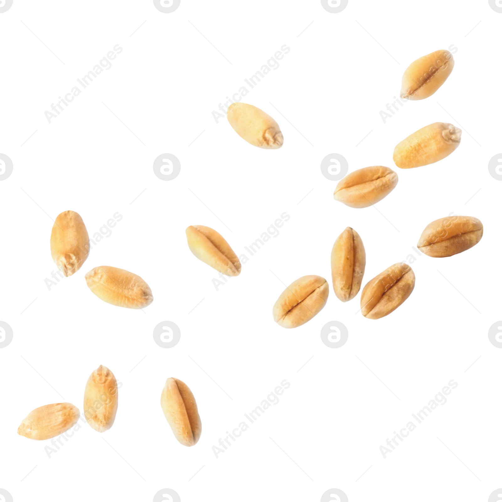 Image of Ripe wheat grains flying on white background