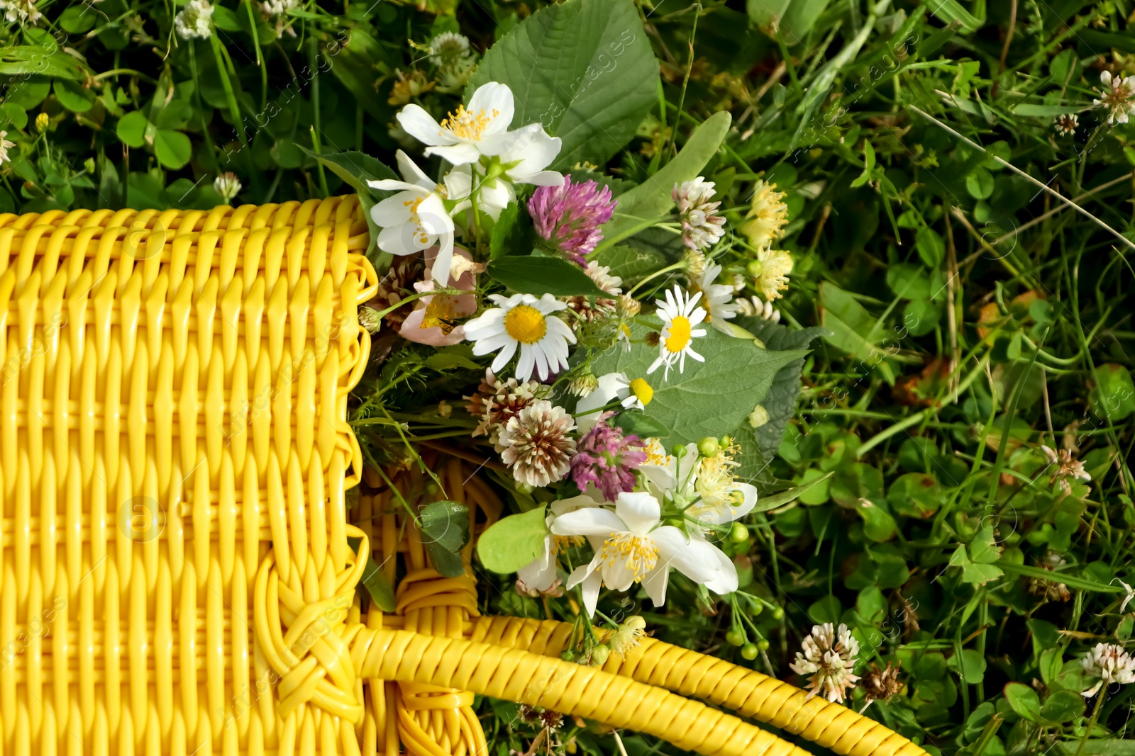 Photo of Yellow wicker bag with different wildflowers and herbs in meadow on sunny day, top view