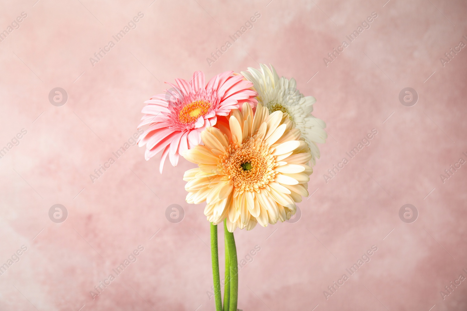 Photo of Bouquet of beautiful bright gerbera flowers on color background