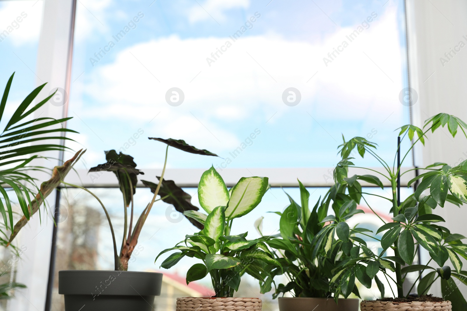 Photo of Different green potted plants near window at home