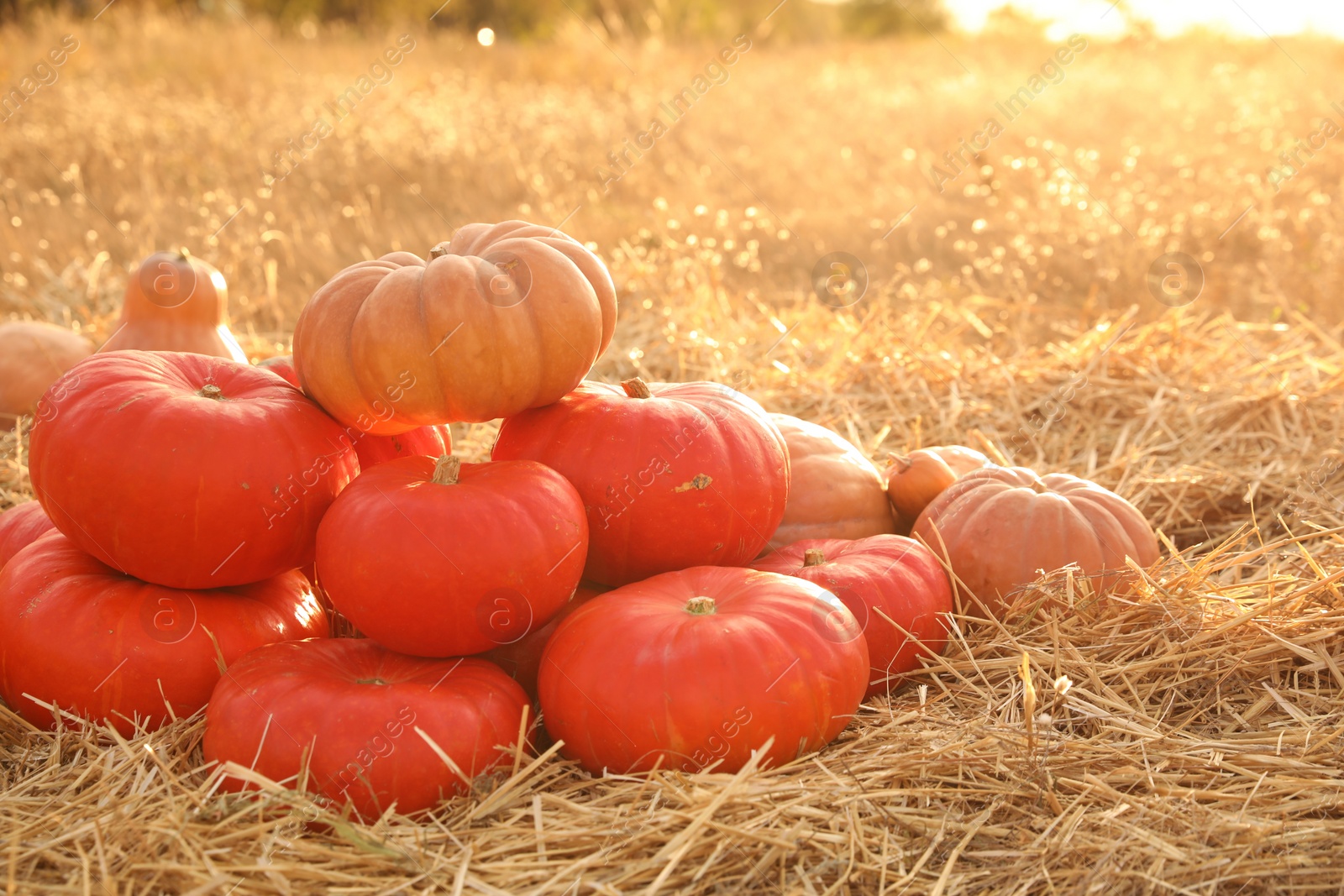 Photo of Ripe orange pumpkins among straw in field