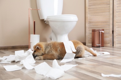 Photo of Adorable Akita Inu puppy playing with toilet paper at home
